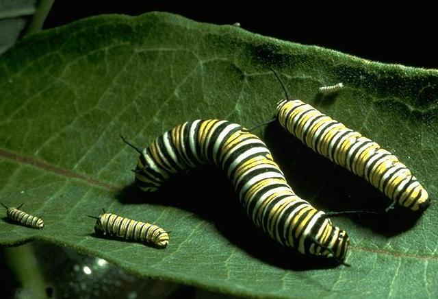 monarch-caterpillar