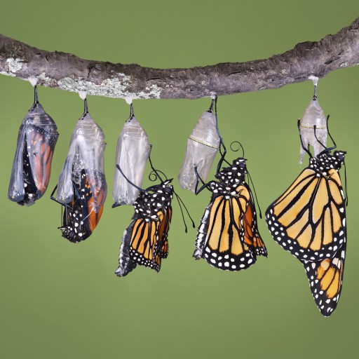 monarchemerges
