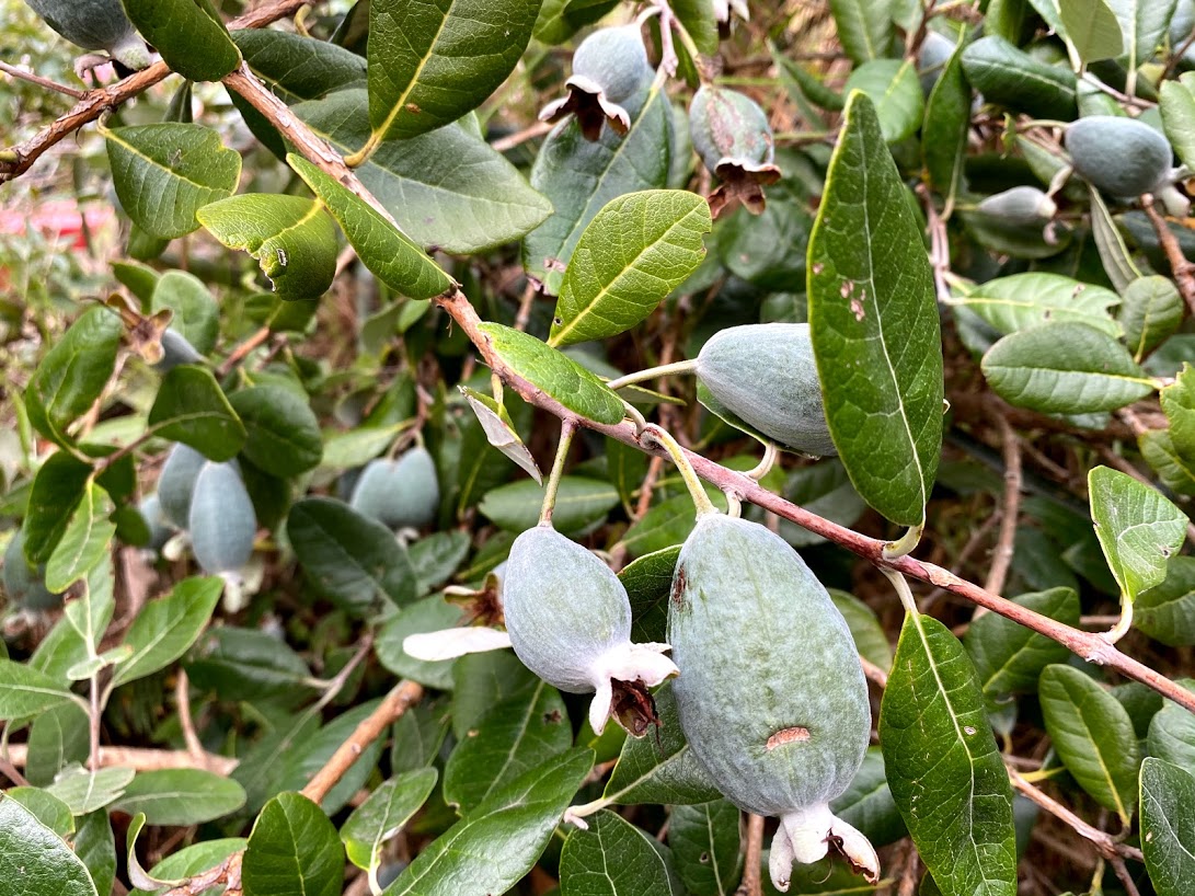 feijoas