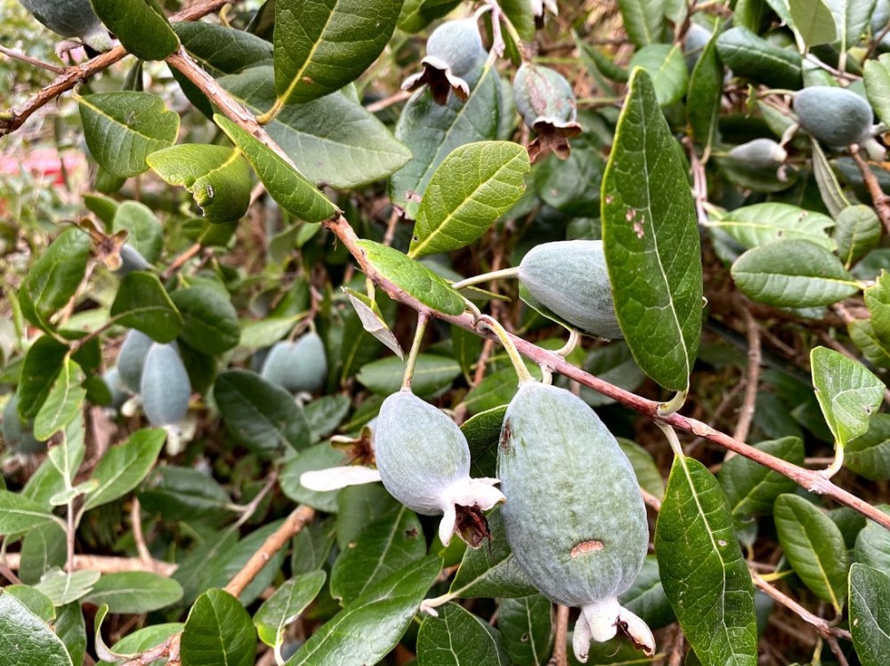 feijoas