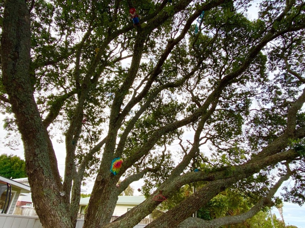 ISPyTree